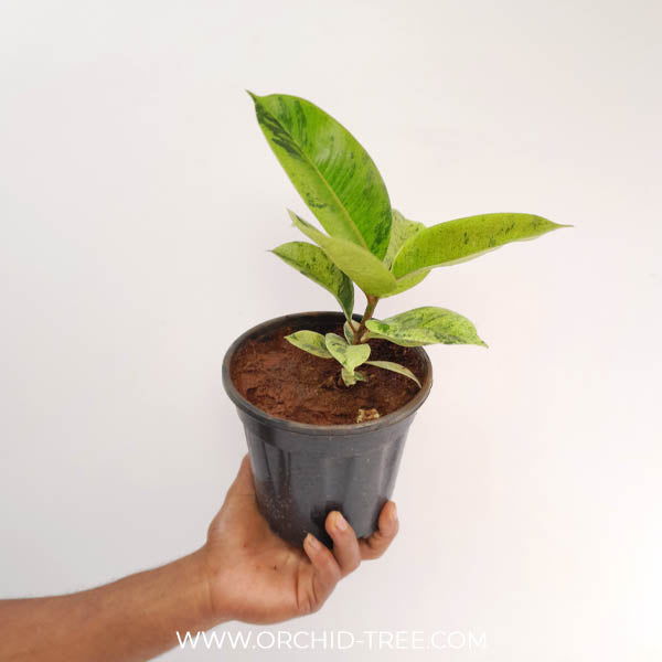Rubber Plant Variegated