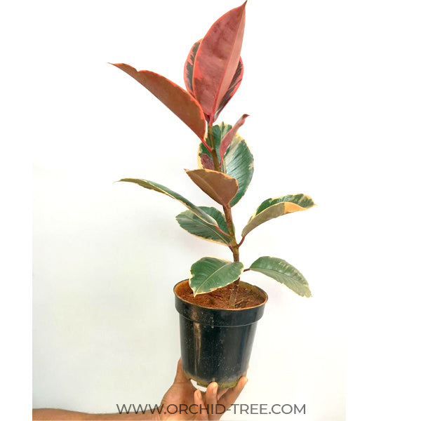 Rubber Plant Variegated Pink