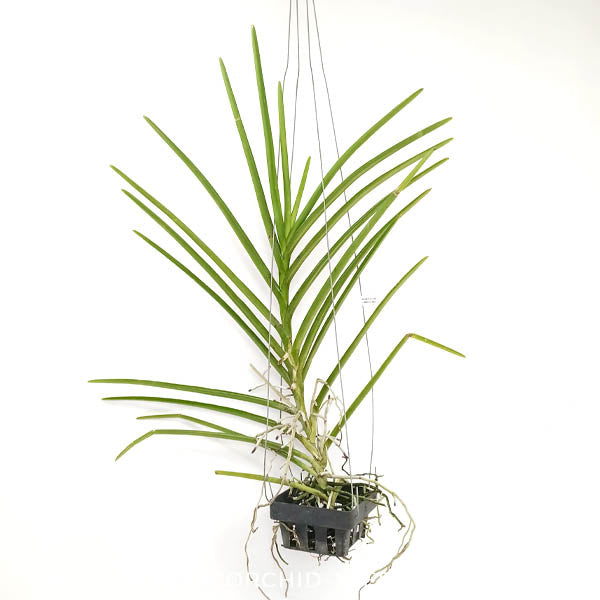 Vanda (Ruby Prince x Ascocenda Wilas) Orchid Plant - BS
