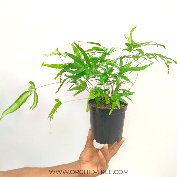 Brake Fern / Silver Lace Fern