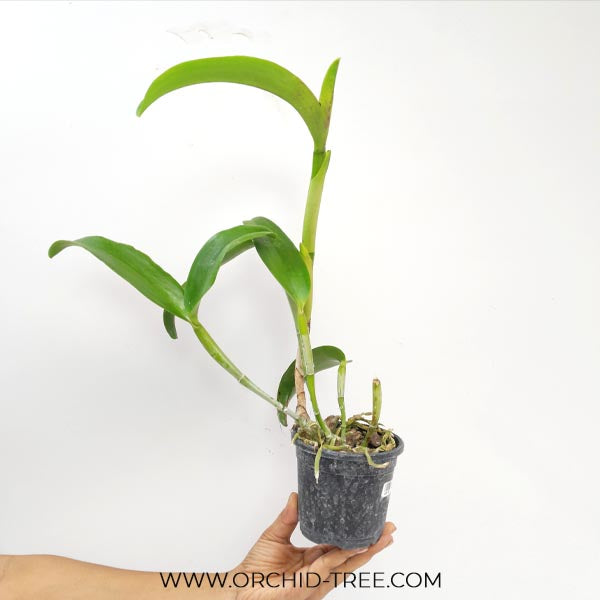 Cattleya (Lc.) Sagarik Wax Orchid Plant - FF