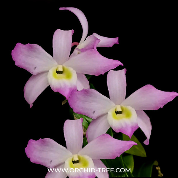 Dendrobium Chunxu Orchid Plant - FF