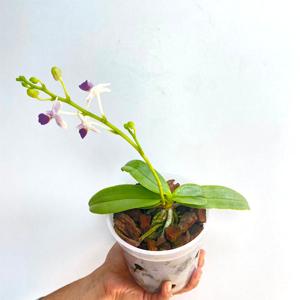 Phalaenopsis Su's Glad Kid 'Blue' - FF