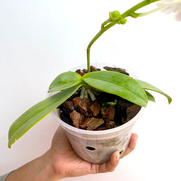 Phalaenopsis Su's Glad Kid 'Blue' - FF