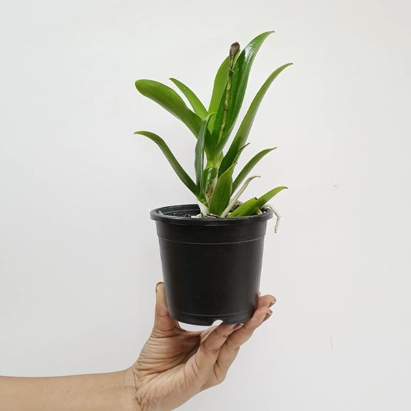 Cattleya Volkertara Samantha Marko Orchid Plant - FF