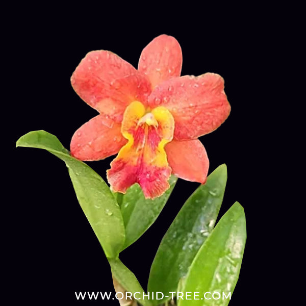 Cattleya Volkertara Samantha Marko Orchid Plant - FF