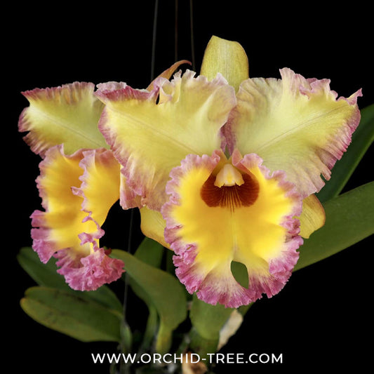 Cattleya (Rlc.) Samphran Gold Orchid Plant - BS