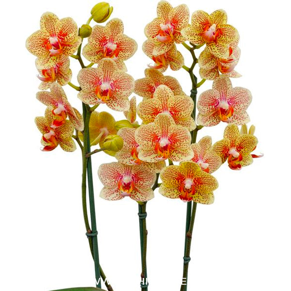 Phalaenopsis Sandcastle - BS