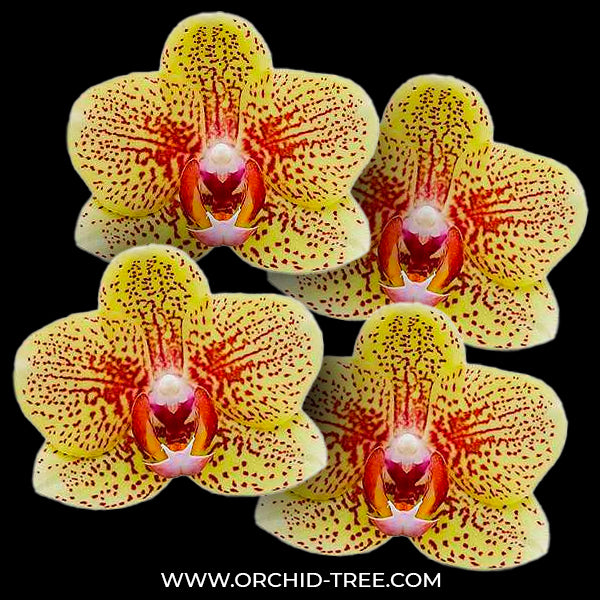 Phalaenopsis Sandcastle - BS