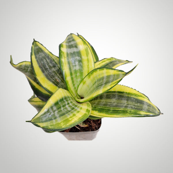 sansevieria hahnii loops pride Sansevieria Golden Hahnii – Orchid-Tree