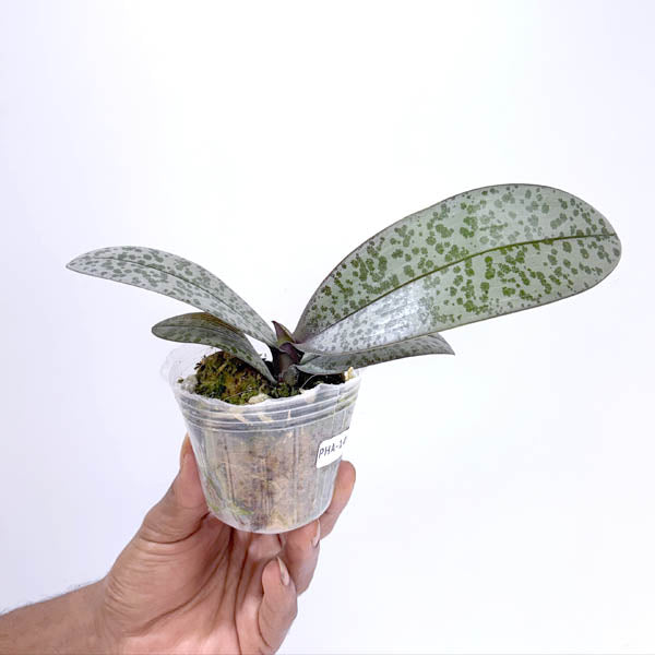 Phalaenopsis schilleriana sp. Orchid Plant - BS