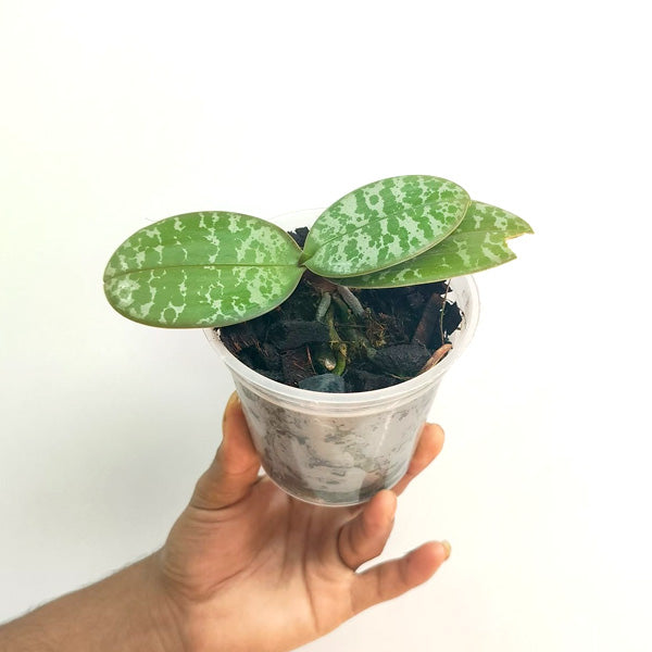 Phalaenopsis schilleriana sp. - MS