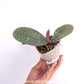 Phalaenopsis schilleriana sp. Orchid Plant - BS