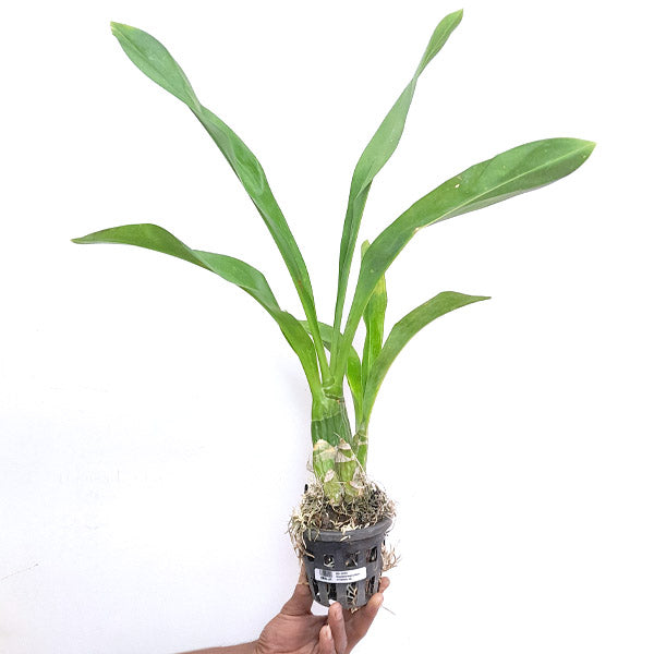 Grammatophyllum scriptum sp. - BS