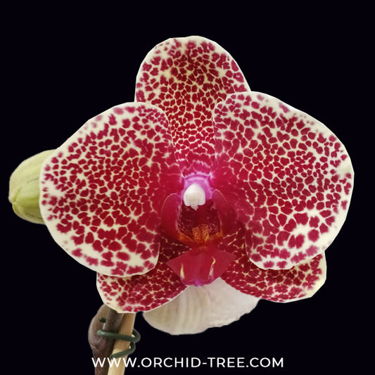 Phalaenopsis I-Hsin Sesame Orchid Plant - FF
