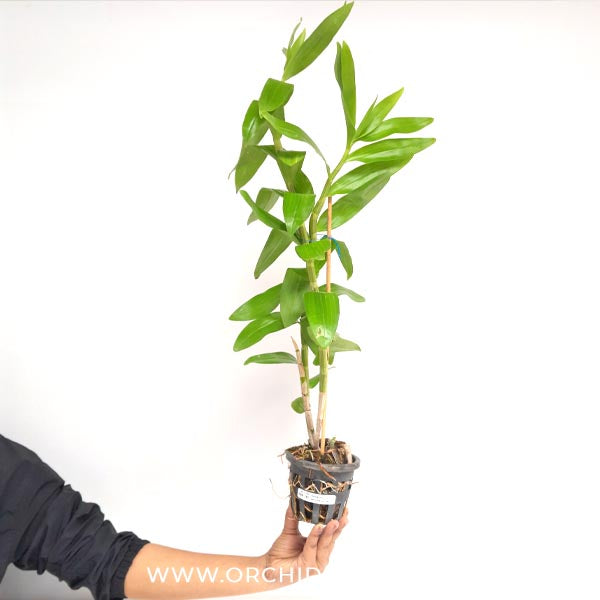 Dendrobium secundum sp. Orchid Plant - BS