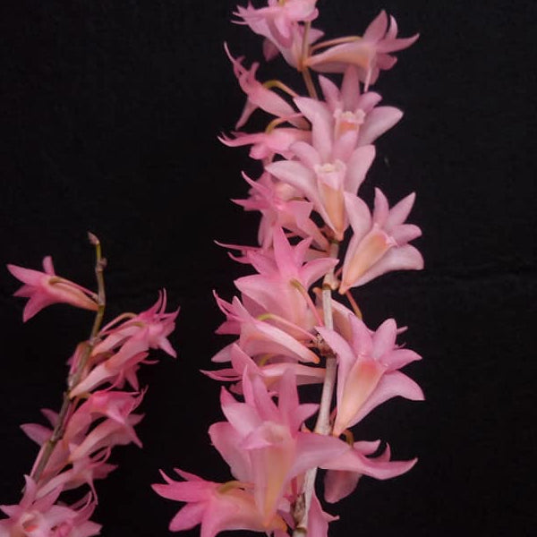 Dendrobium Sekarpuro Orchid Plant - BS