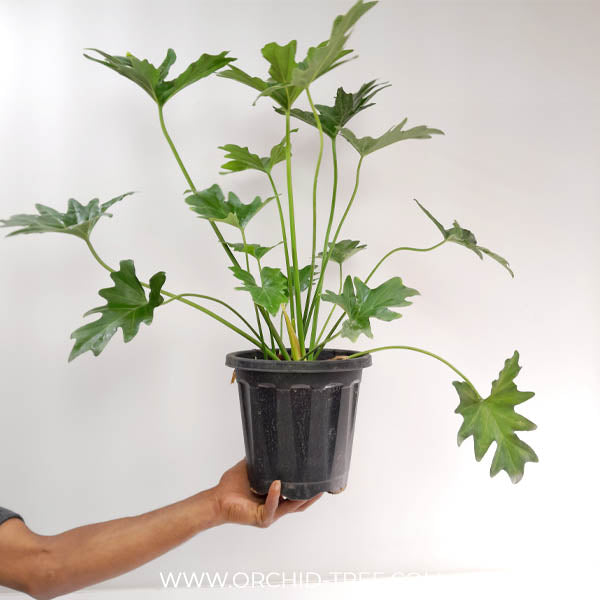 Philodendron Selloum