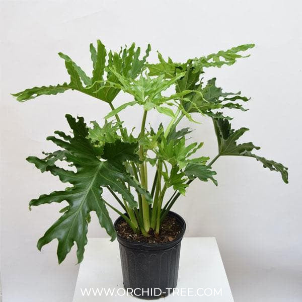 Philodendron Selloum