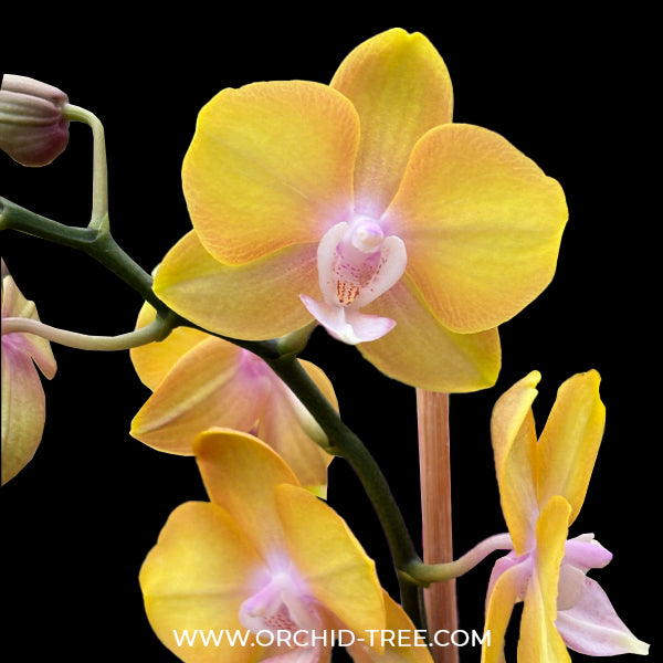 Phalaenopsis Scented Doll Orchid Plant - FF
