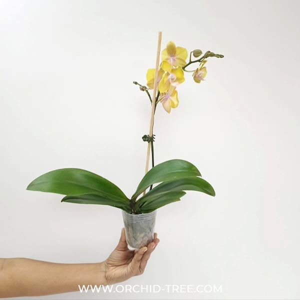 Phalaenopsis Scented Doll Orchid Plant - FF