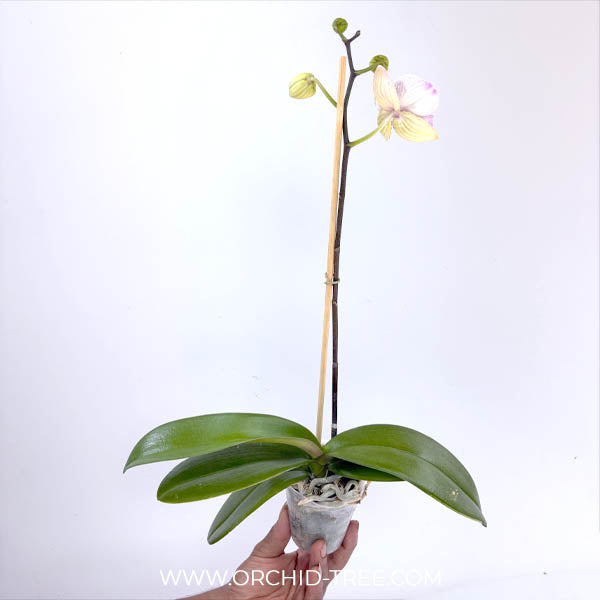 Phalaenopsis Tying Shin Thor Orchid Plant - BS