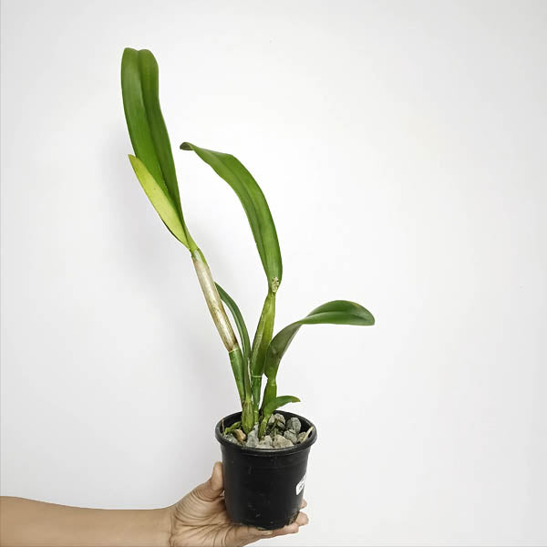 Cattleya (Pot.) Shinfong Dawn Orchid Plant - BS