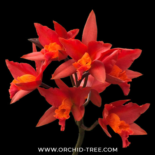 Cattleya (Pot.) Shinfong Dawn Orchid Plant - BS