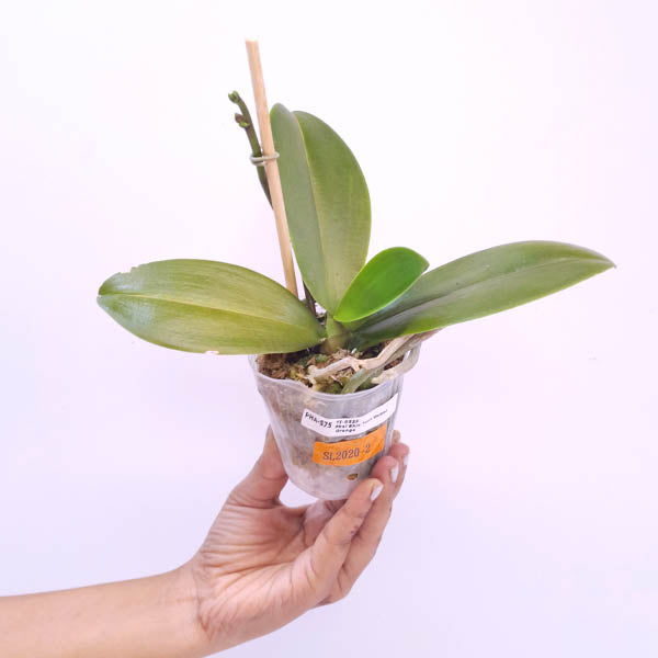 Phalaenopsis Shin Tuan Golden Orange Orchid Plant - FF