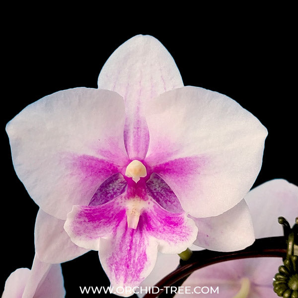 Phalaenopsis Shulong Blush - FF