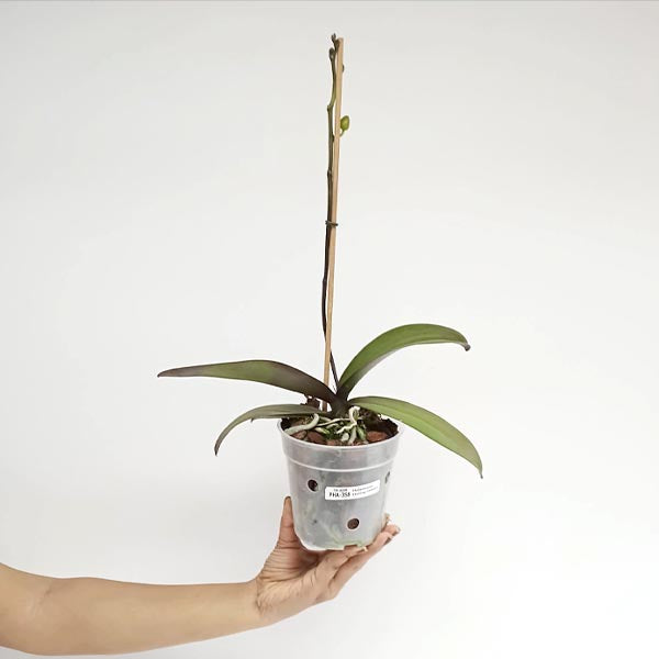 Phalaenopsis Shulong Embrace Orchid Plant - FF