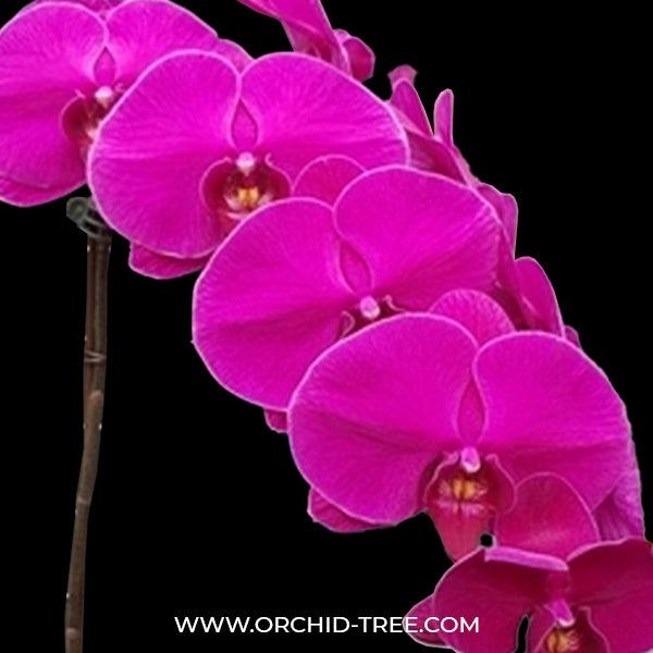 Phalaenopsis Shu Long Ruby Orchid Plant - FF