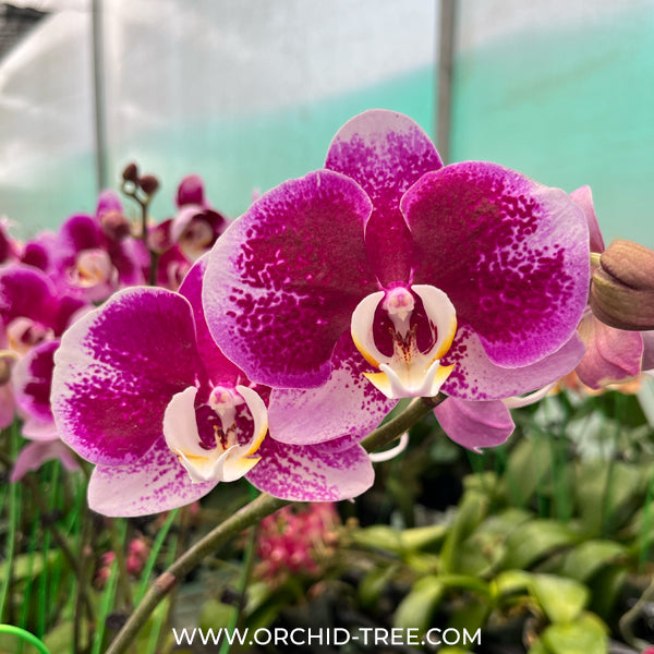 Phalaenopsis OX Spot Queen Orchid Plant - FF - Buy Orchids Plants Online by Orchid-Tree.com