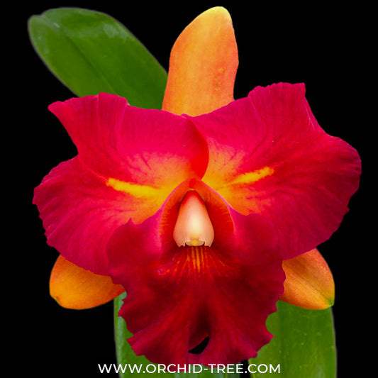 Cattleya Chunfong Little Sun Orchid Plant - BS