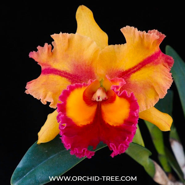 Cattleya (Rlc.) Siam Fancy - BS