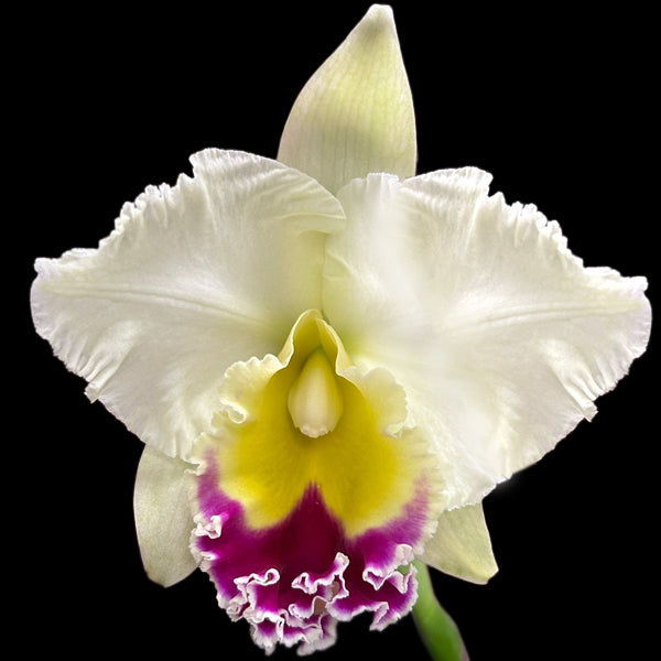 Cattleya Siam Pink - BS