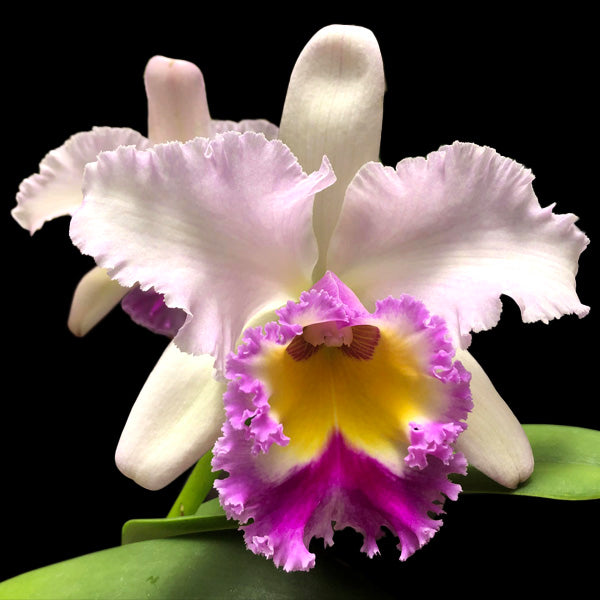 Cattleya Siam Pink - BS