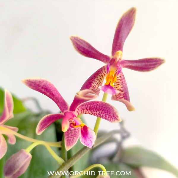 Phalaenopsis silbergrube 'Freya' X modesta 'Freya' - BS