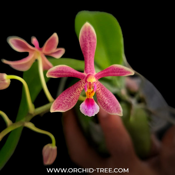 Phalaenopsis silbergrube 'Freya' X modesta 'Freya' - BS