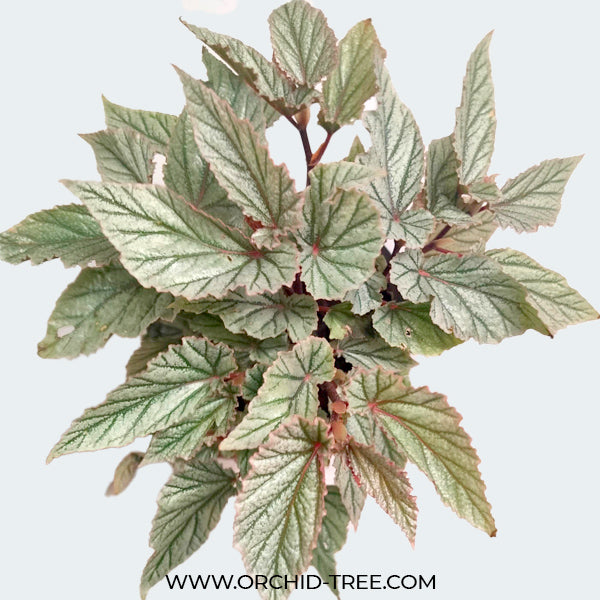 Begonia Big Pot Plants | 3 Varieties