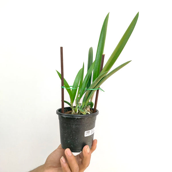 Cattleya (Bc.) Nakornpathome Silver- FF