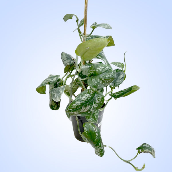Silver Satin Pothos