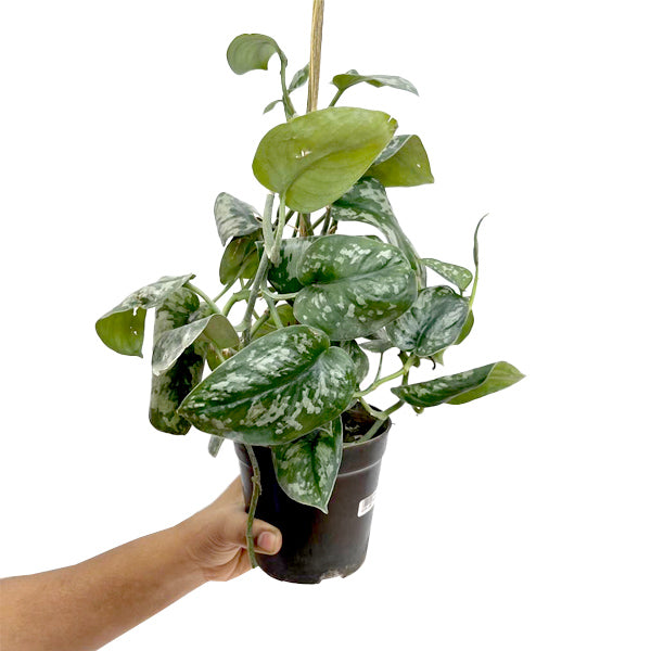 Silver Satin Pothos