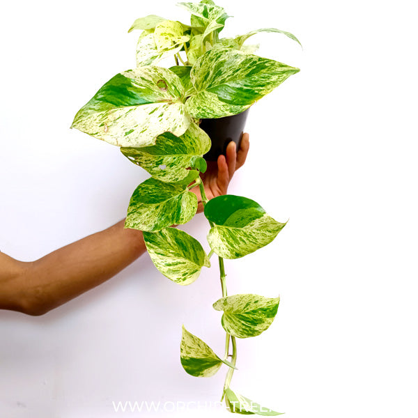 Money Plant Silver Vine Small Pot