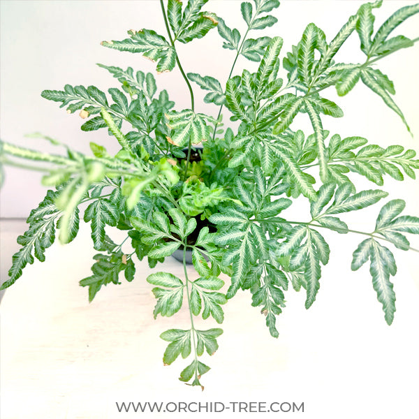 Brake Fern / Silver Lace Fern