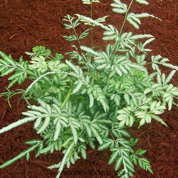 Brake Fern / Silver Lace Fern