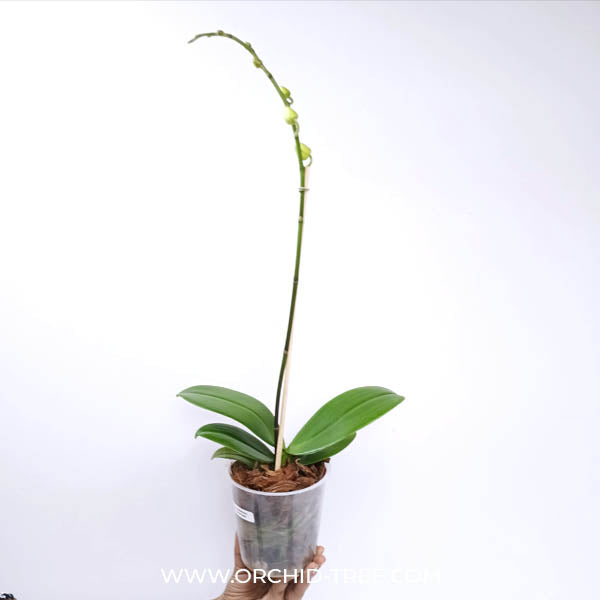 Phalaenopsis Snow Eagle Orchid Plant - FF