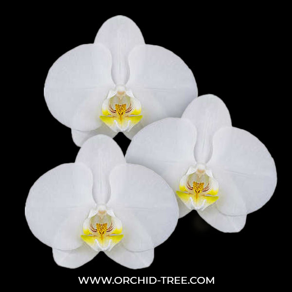 Phalaenopsis Snow Eagle Orchid Plant - FF