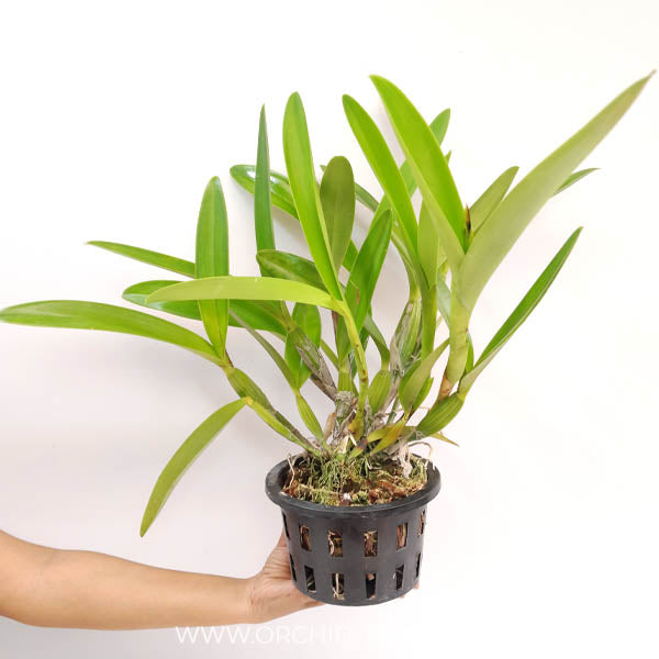 Cattleya Snow flakes Orchid Plant - BS