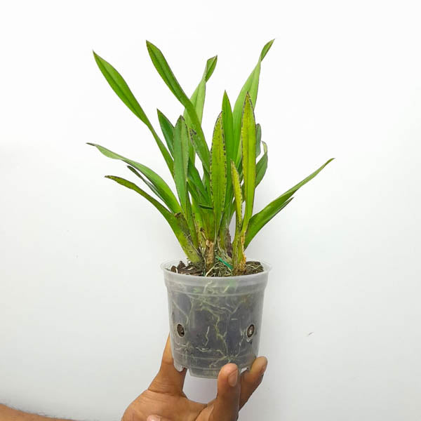 Oncidium Snow White - BS
